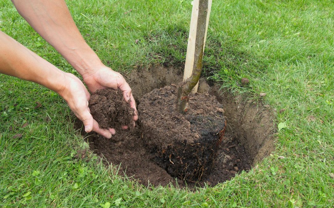 Cómo plantar un árbol a raíz desnuda