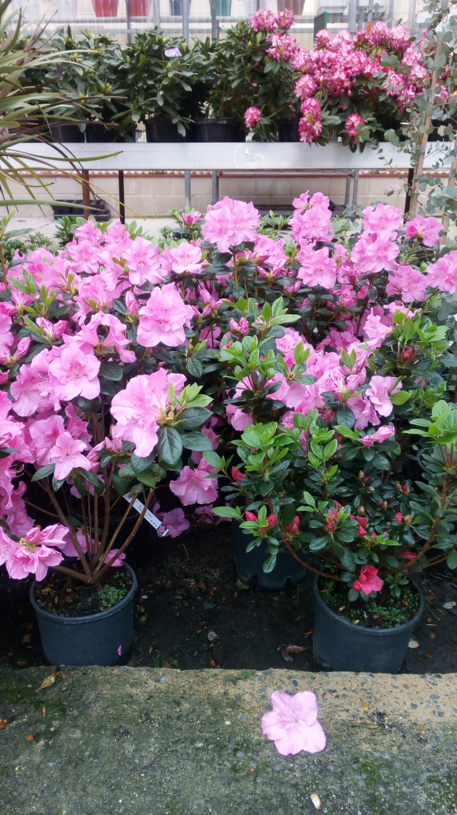 Azalea japonica M15 | Viveros Gimeno Salamanca