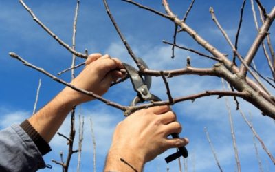 ¿Cómo se poda un árbol frutal?