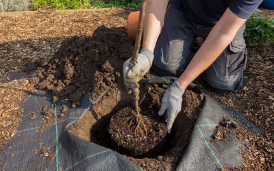 ¿Puedo plantar árboles durante todo el año?